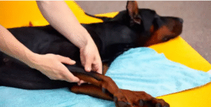 best dog physical therapist near me